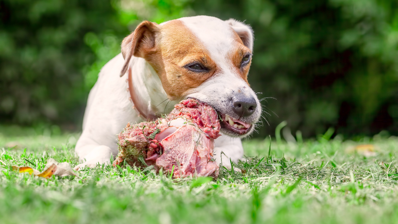 dog chewing bone