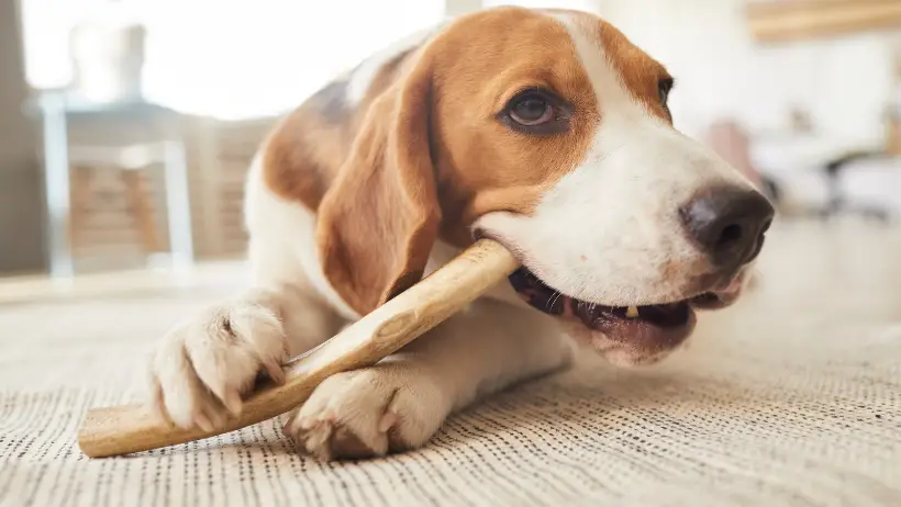 dog chewing bone