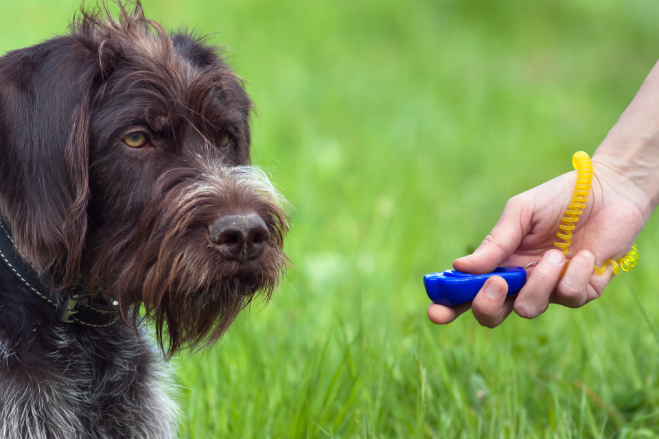 dog playing