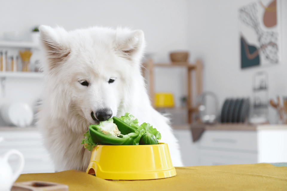 dog eating peppers