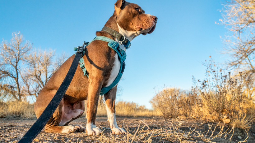 dog harness vs collar