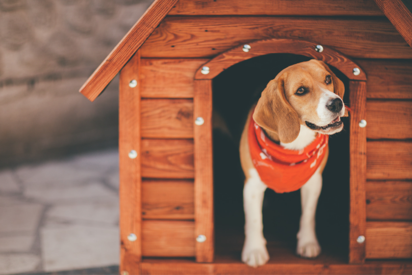 dog in dog house