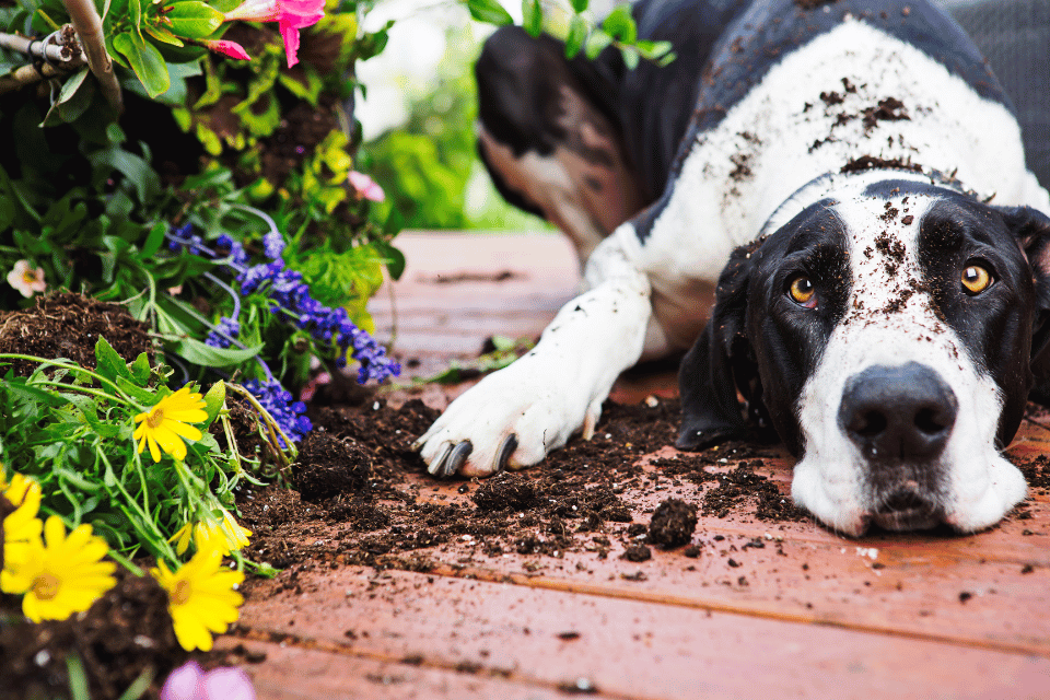 dog in garden