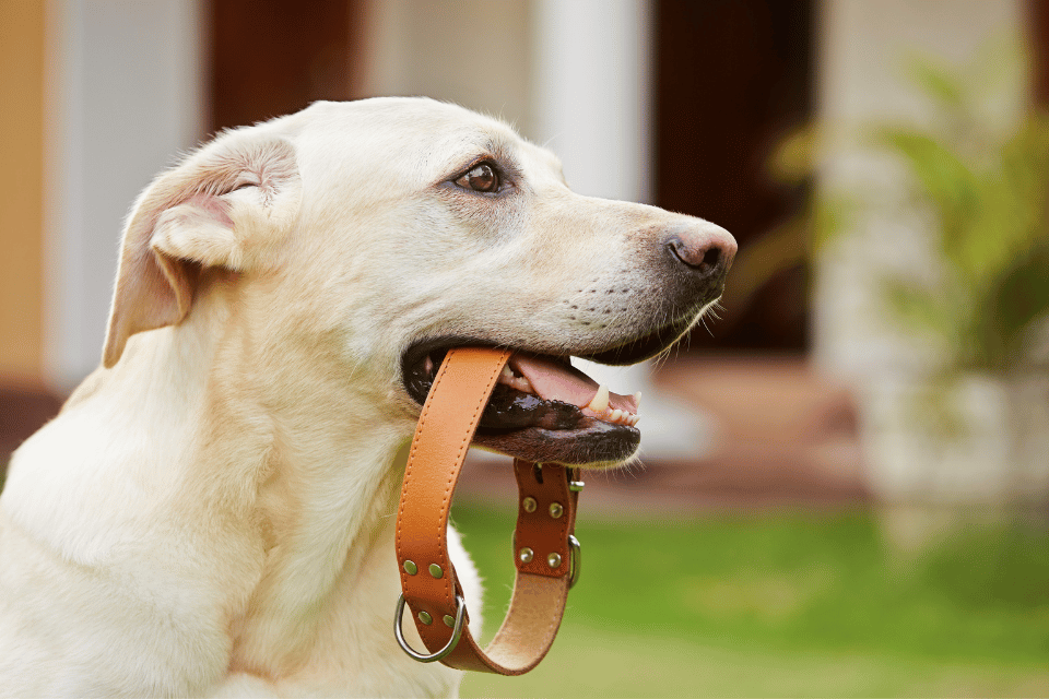 dog with collar 