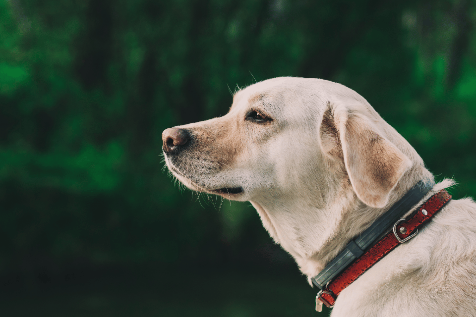 dog with collar