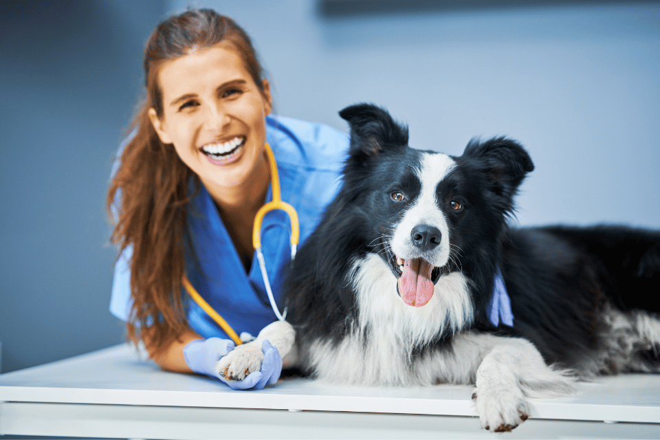 dog with vet