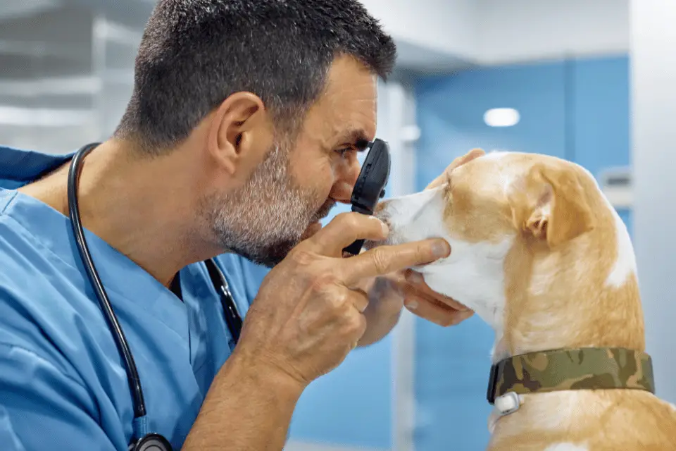 dog with vet examine eyes cataracts
