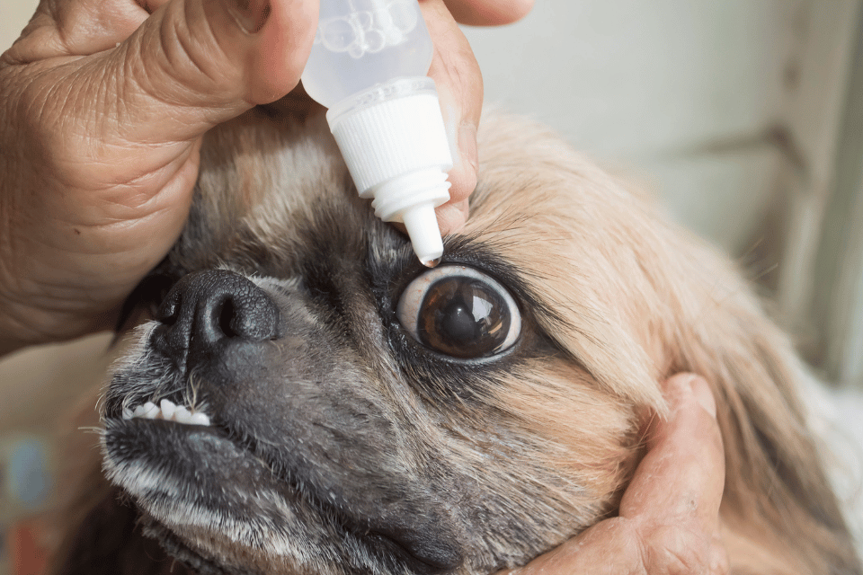 dog with vet eyes - cataracts