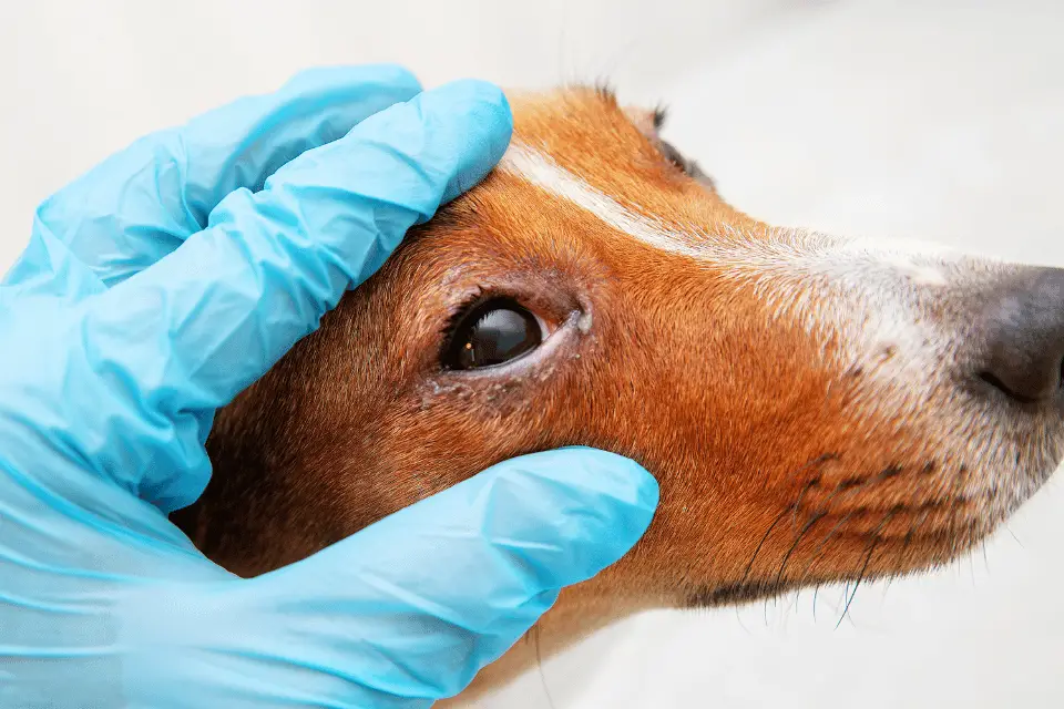 dog with vet eyes - cataracts