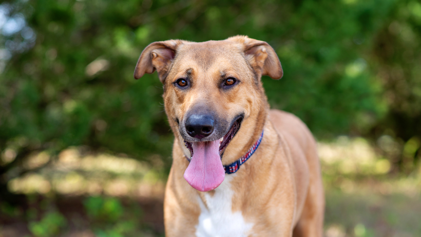 german shepherd mix 