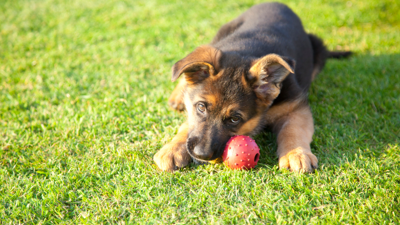 Stop puppy from diarrhea