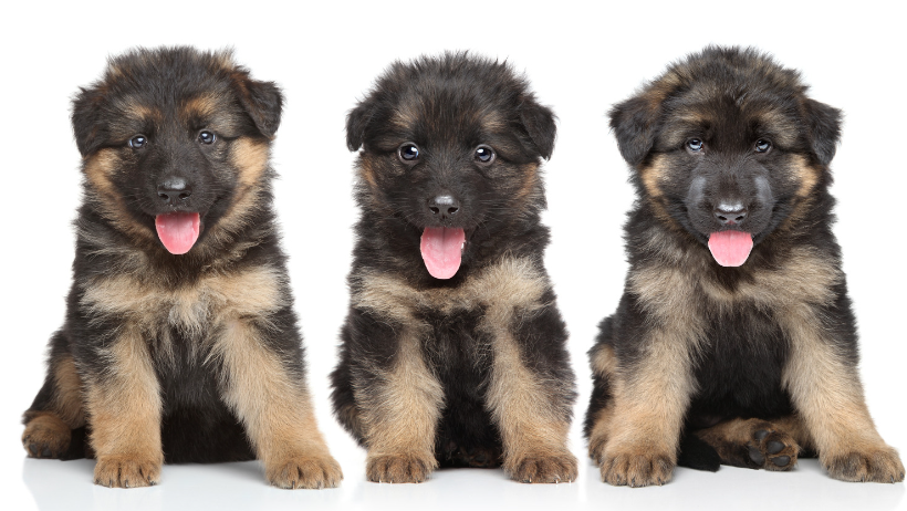 german shepherd