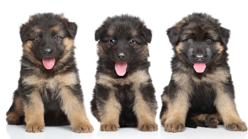 german shepherd puppies