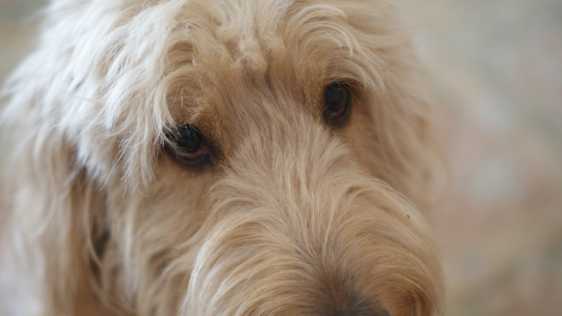 golden doodle - can dogs eat bagels