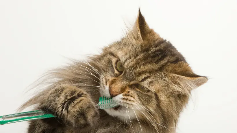 maine coon cat grooming and bushing teeth