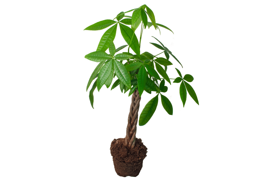 money tree