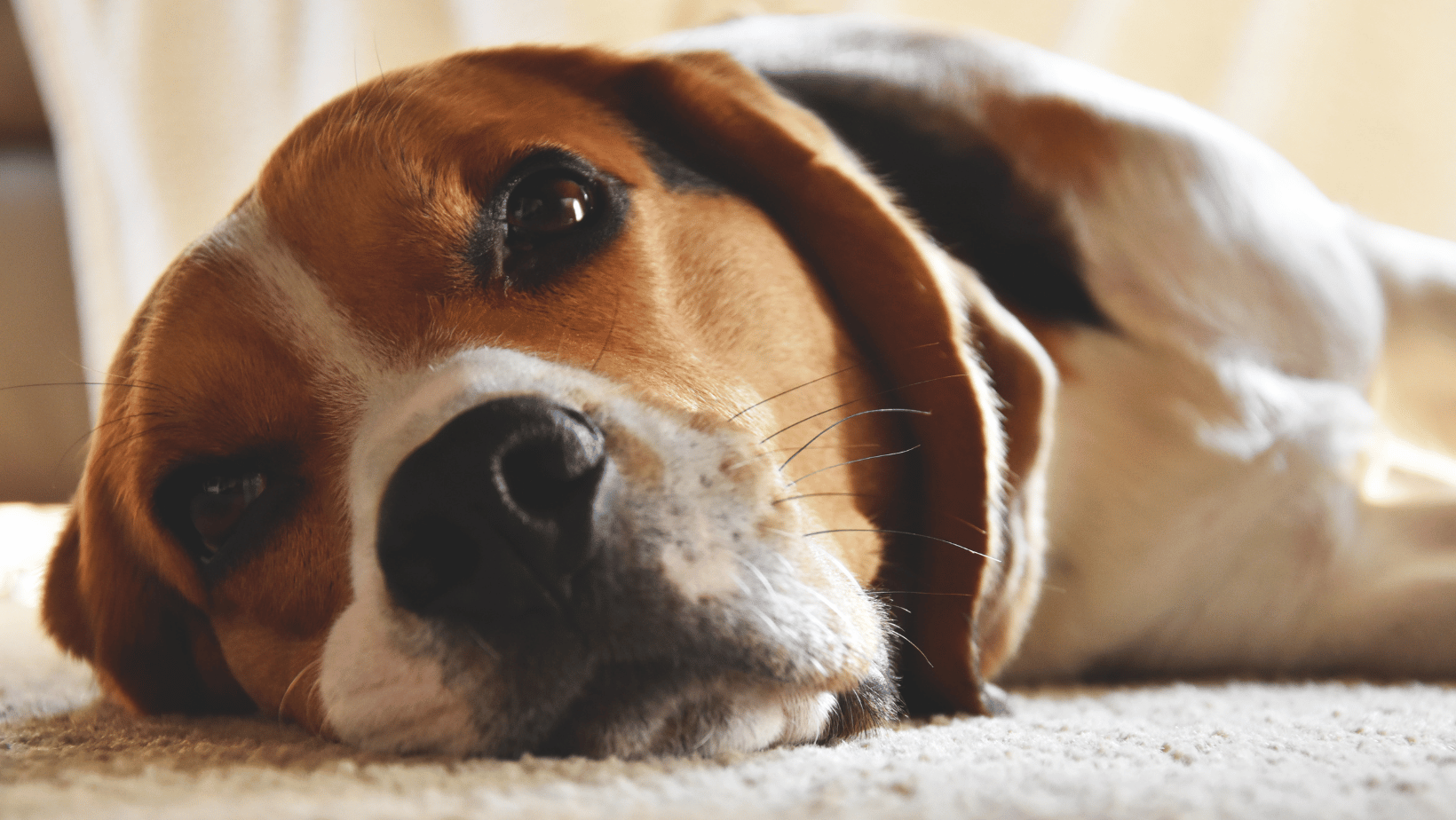 Pocket Beagles – The Canine Breed Miniature in Size but Big on Love