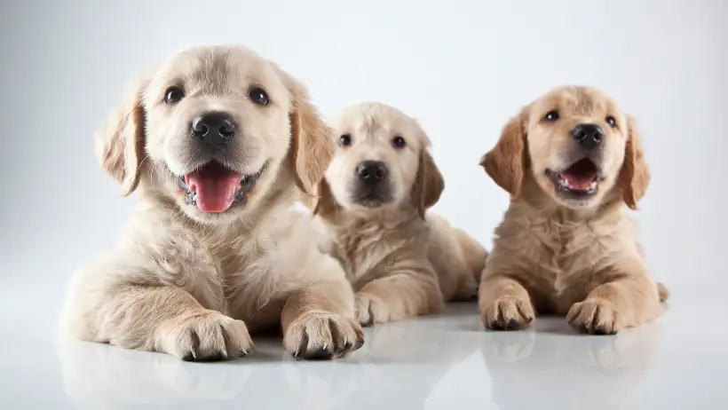 puppies - basic dog care
