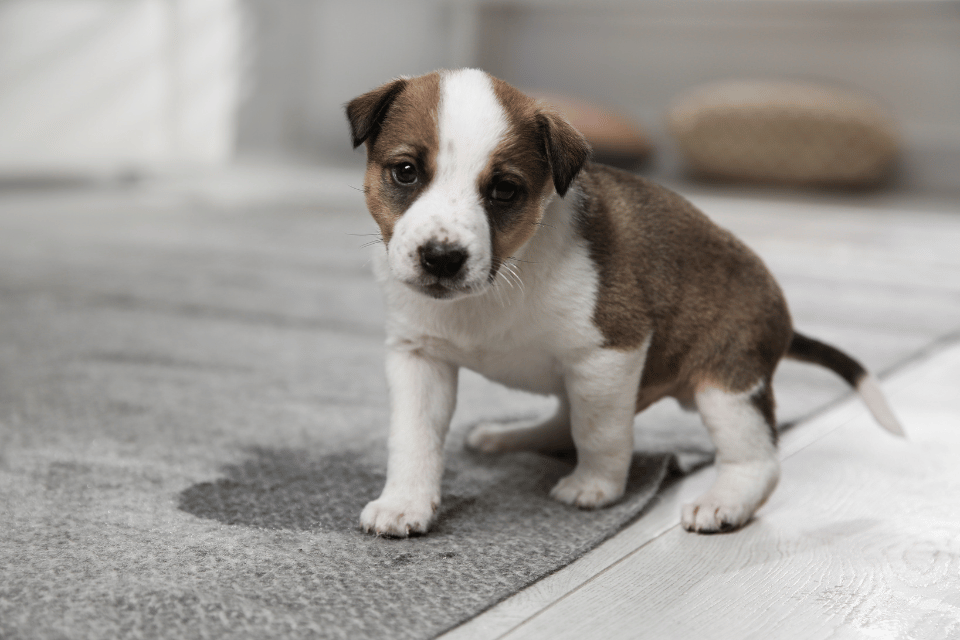 puppy peeing puddle
