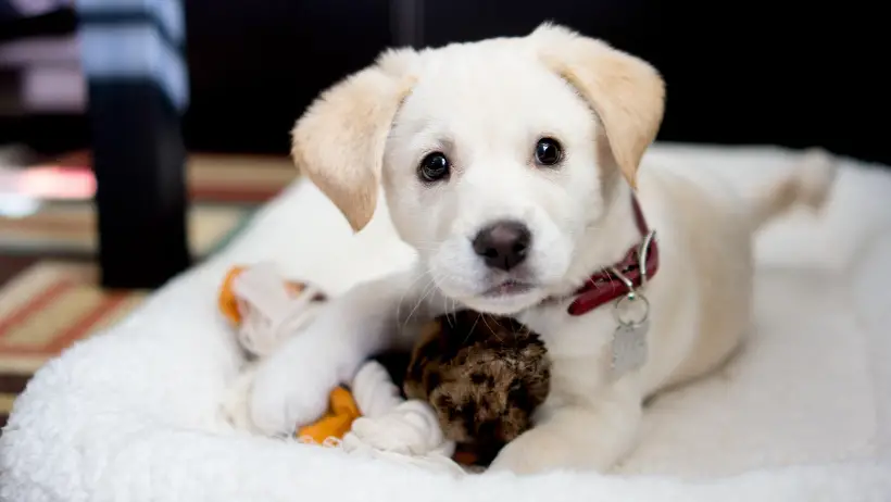 puppy with toy