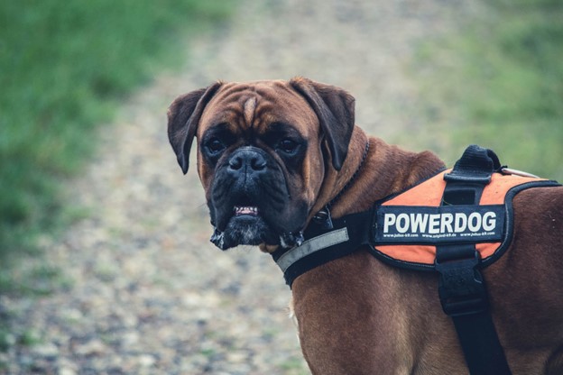 Image via Pexels service dogs
