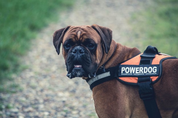 service dogs