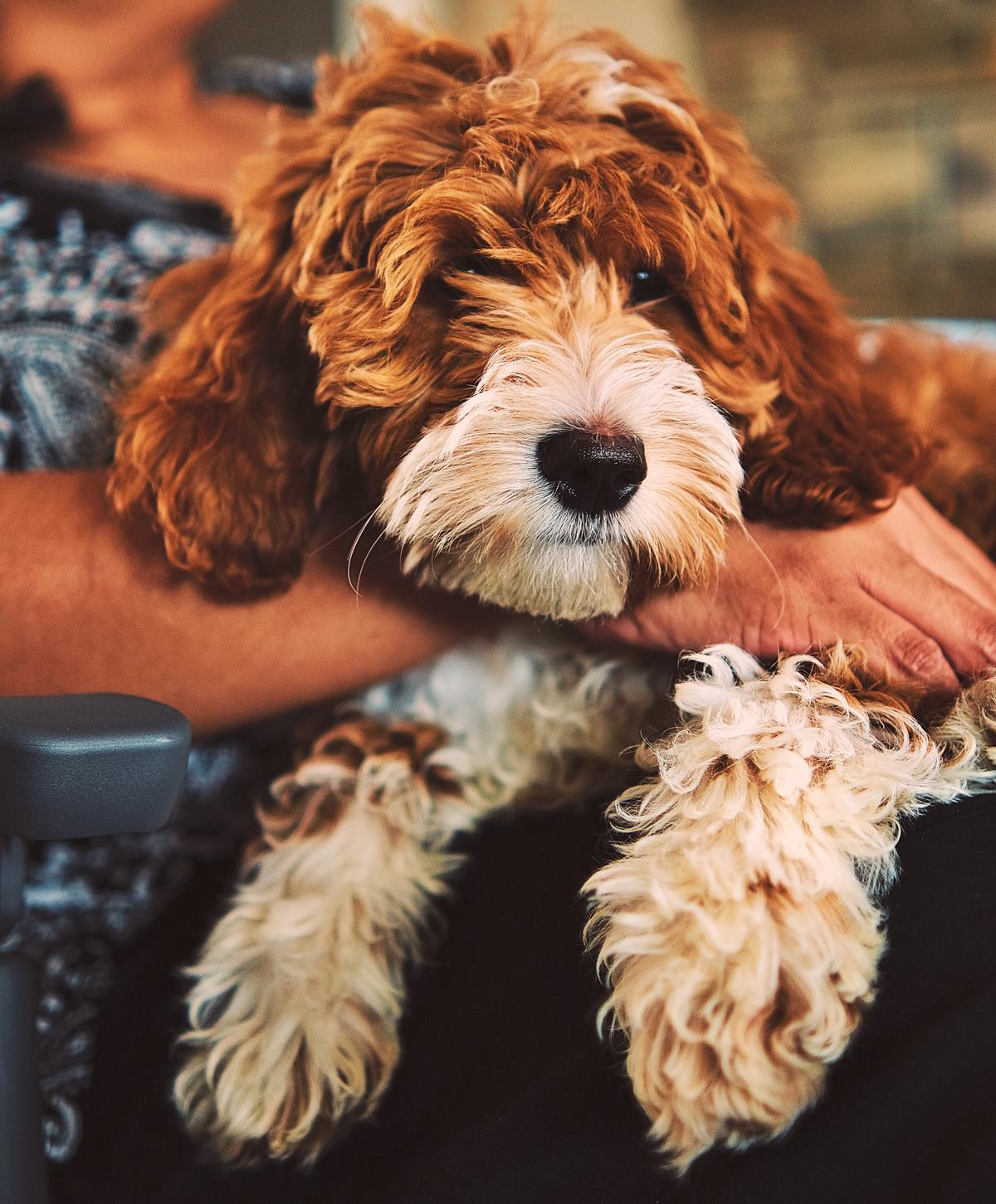 understanding excited peeing in puppies