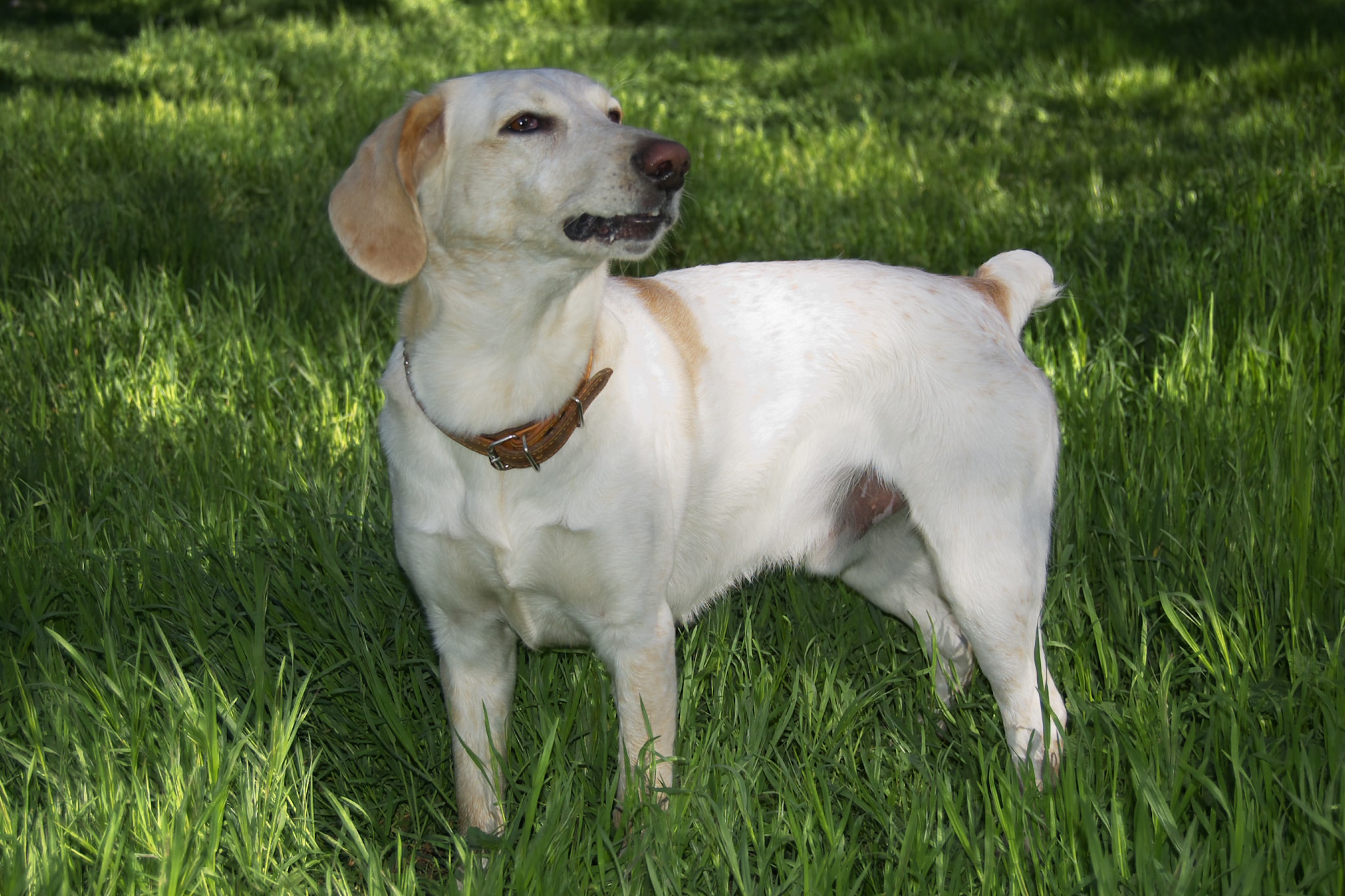 yellow lab min