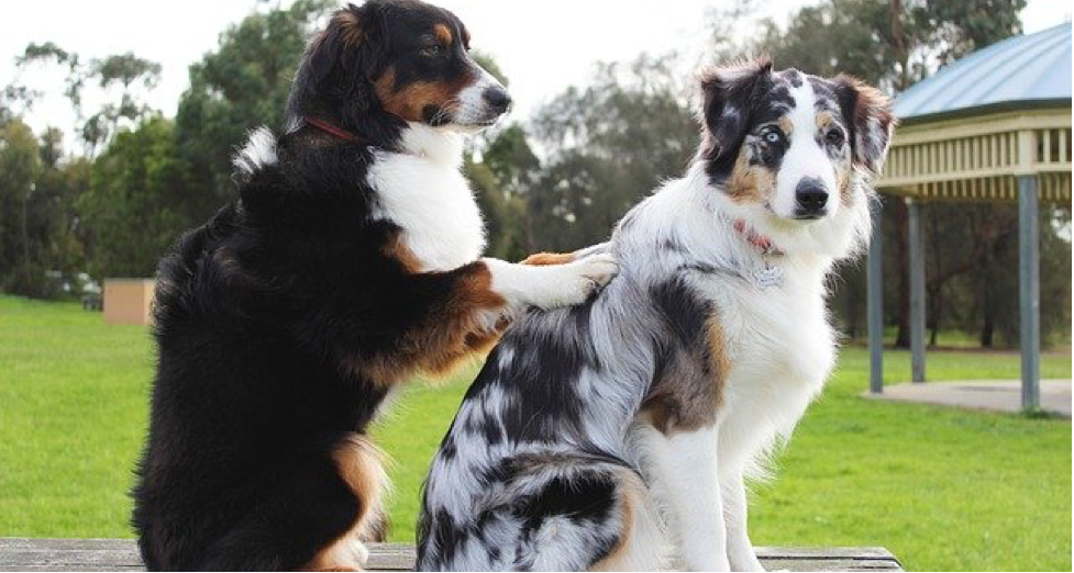 train a therapy dog