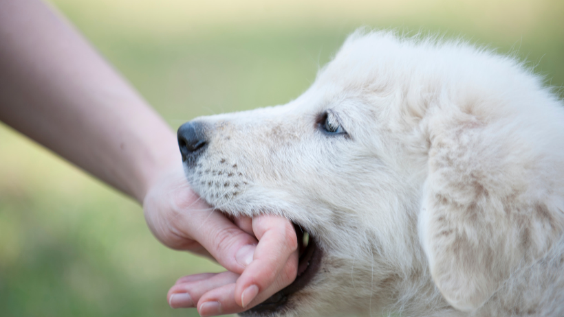 puppy biting 