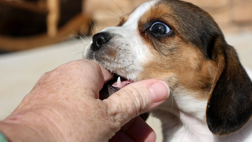 puppy biting 