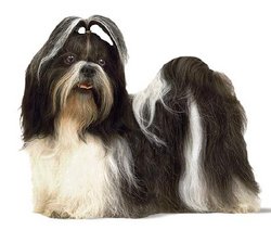 shih tzu