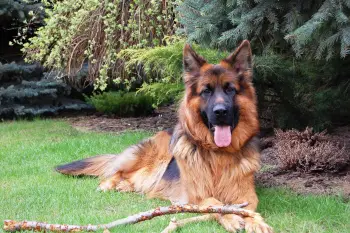 How long do some dog breeds live - German Shepard life expectancy