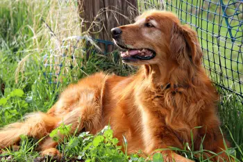 How long do some dog breeds live - Golden Retriever life expectancy