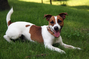 How long do some dog breeds live - Jack Russell Terrier life expectancy