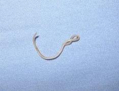 Can I Catch A Tapeworm From My Dog Can I Catch A Tapeworm From My Dog