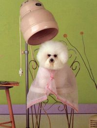 Dog Grooming