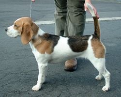 A Beagle dog standing at alert