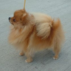 250px-pomeranian_600