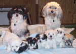 Havanese litter