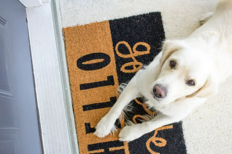 5 best pet friendly flooring options for your dog 38 1513866489