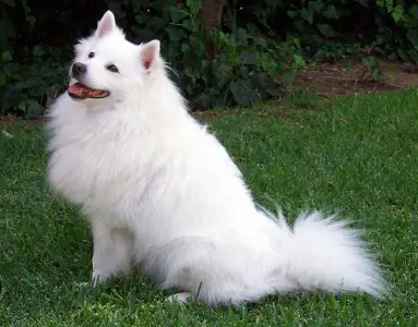 Learn about the American Eskimo Dog