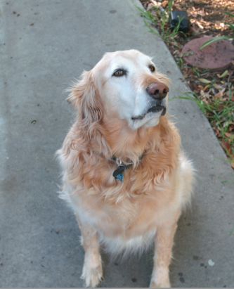 American Golden Retriever