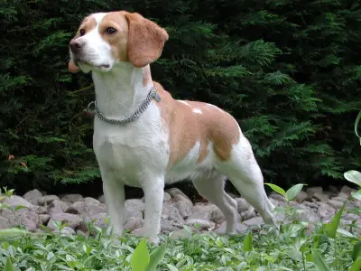 Beagle dog - from wikipedia
