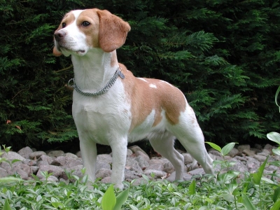 Pocket Beagle dog