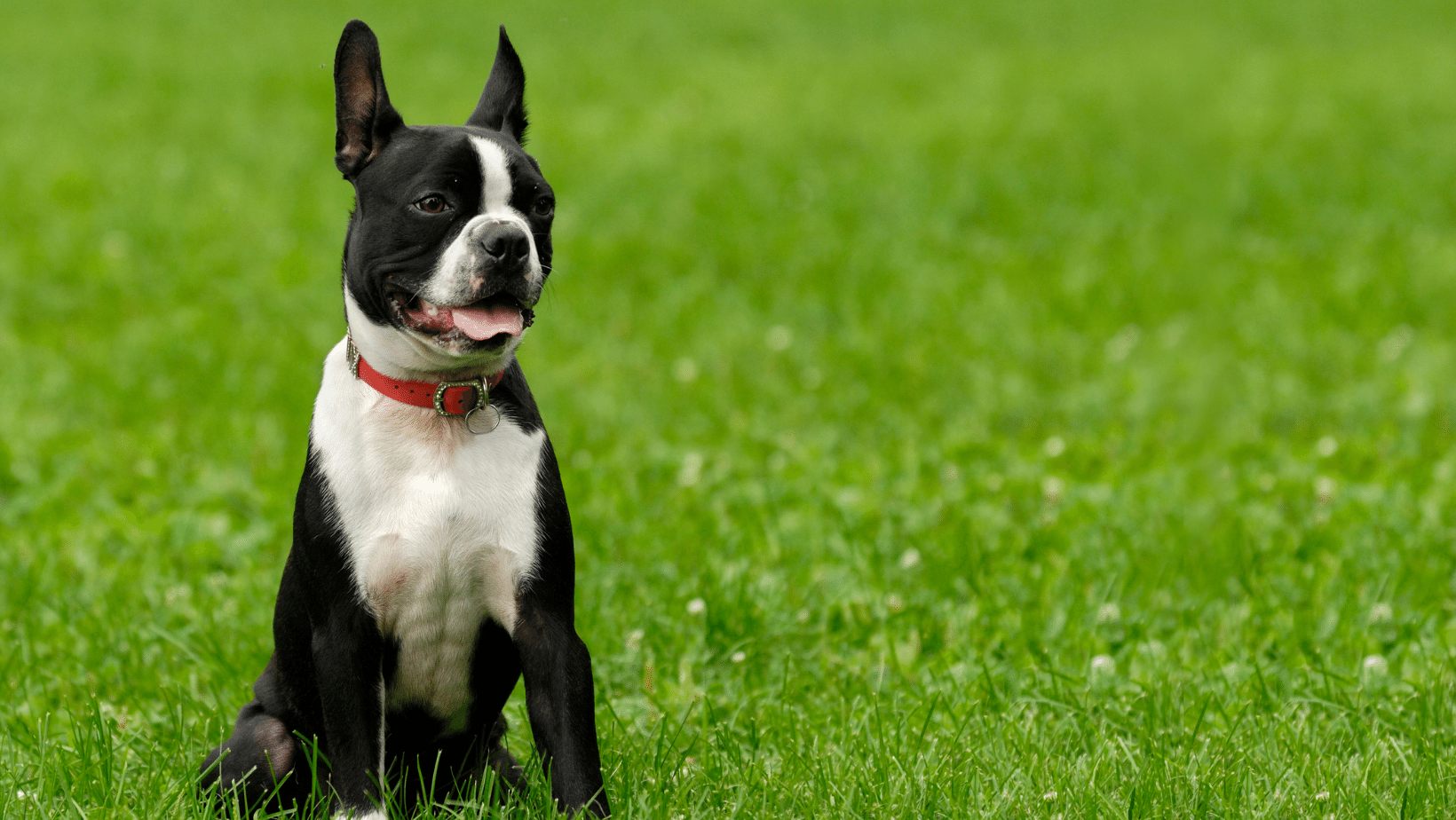 Boston Terrier allergies