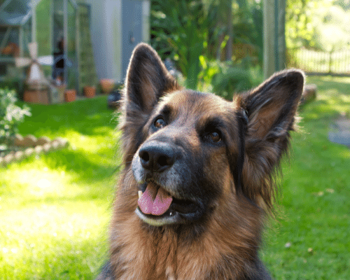 German Shepherd aggression