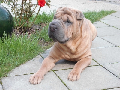 Shar Pei dog