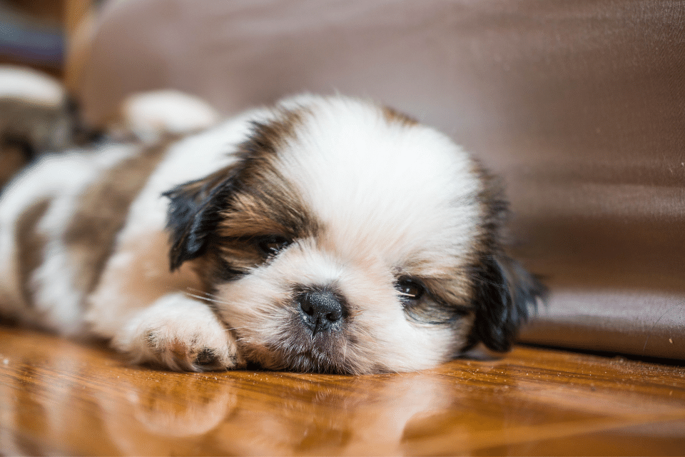 Shih Tzu puppy