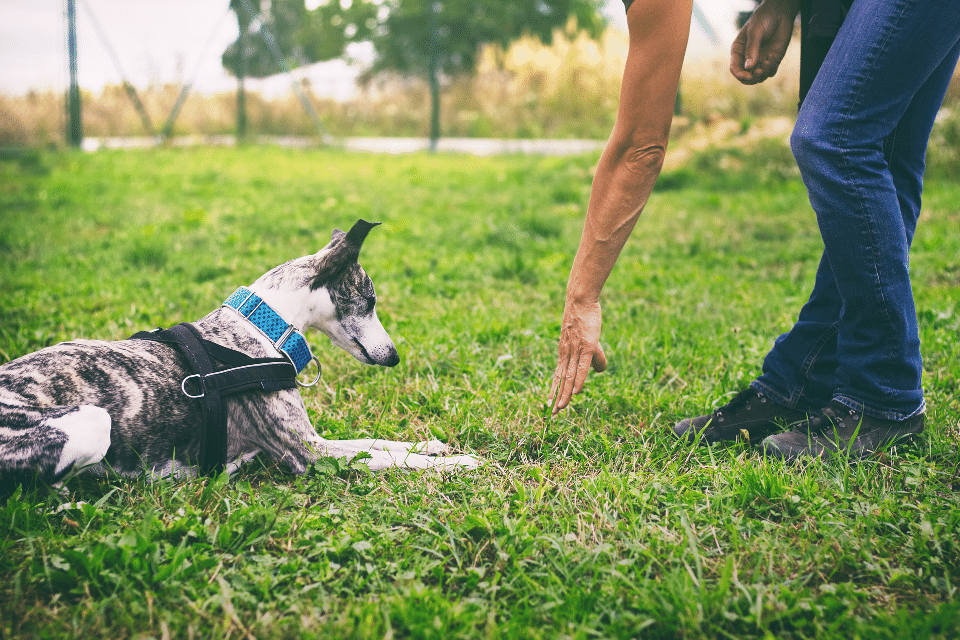 dog hand signals 
